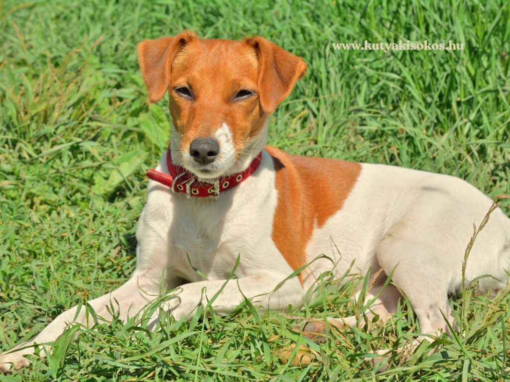 Parson Russell terrier fekszik a zöld fűben, piros nyakörvben.