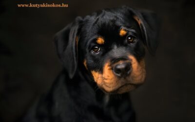 Rottweiler, az erős, hűséges és okos társ