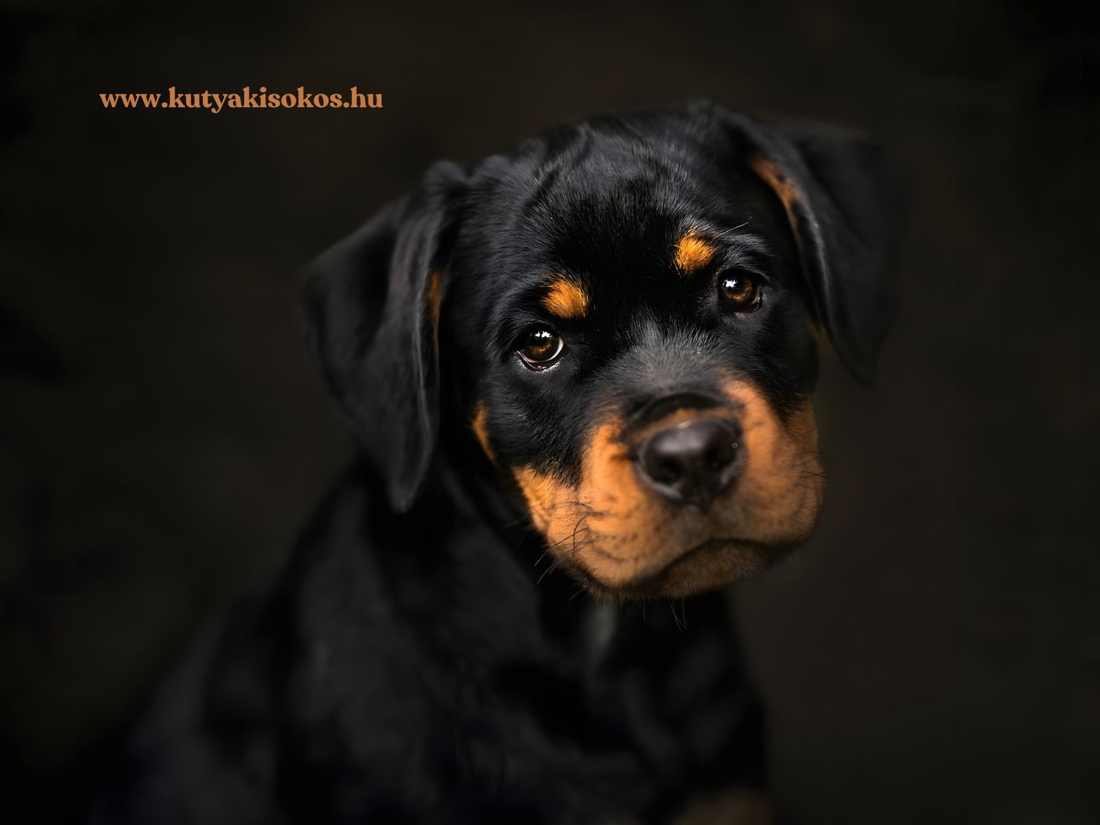Egy fiatal rottweiler kölyök néz kíváncsian a kamerába, fekete és cser színű bundával.