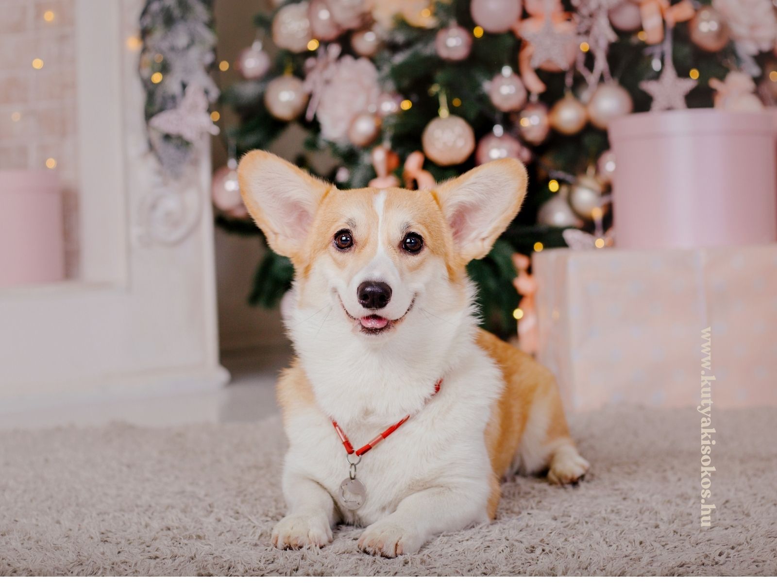 Karácsonyi ajándék kutyáknakl Karácsonyi ajándék kutyáknak: mosolygós corgi a feldíszített karácsonyfa előtt, ünnepi hangulatban.