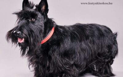 Skót terrier, a pici energiabomba