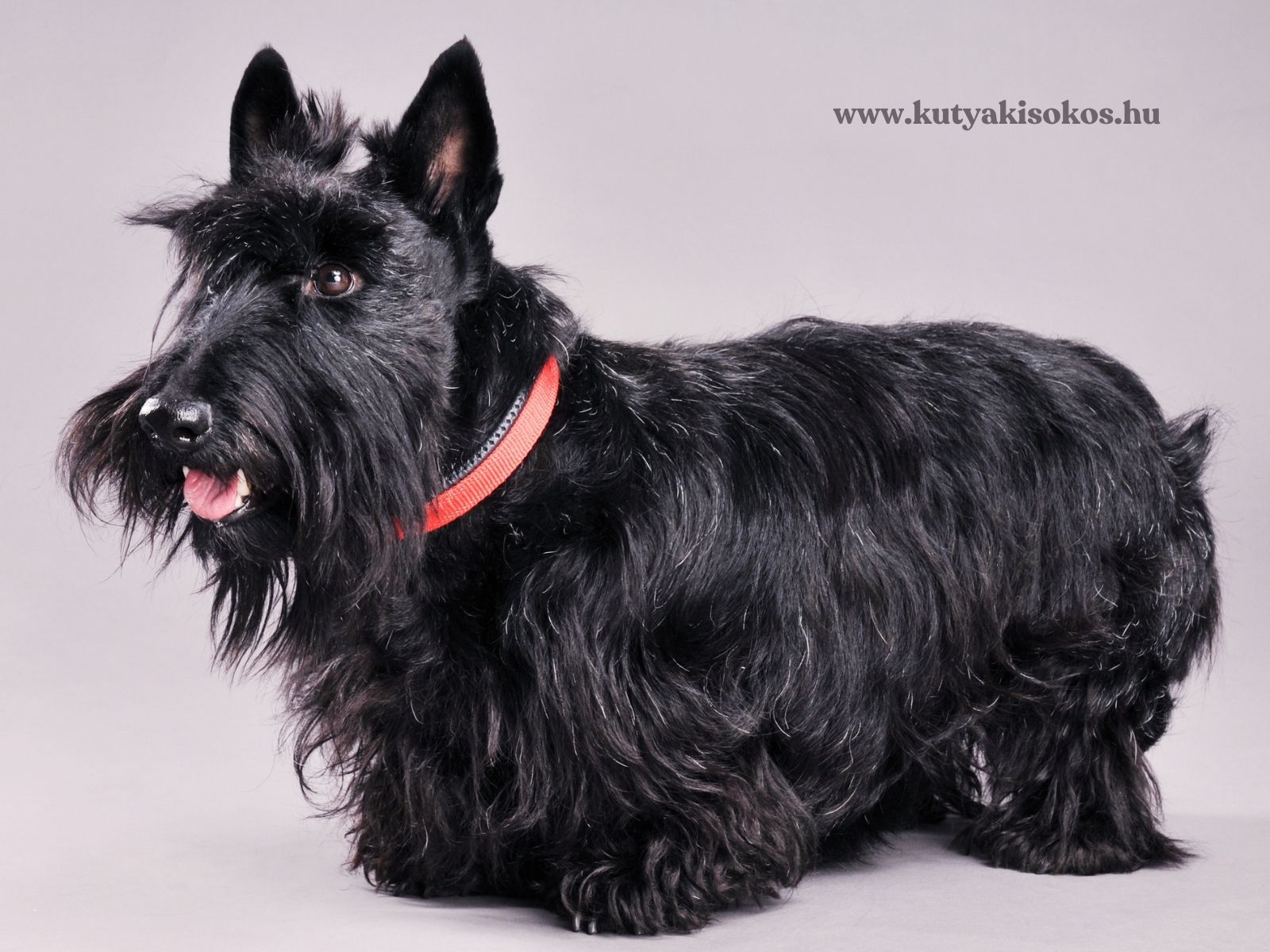 Skót terrier álló testhelyzetben, fekete színű, jellegzetes szakállal és felálló fülekkel.
