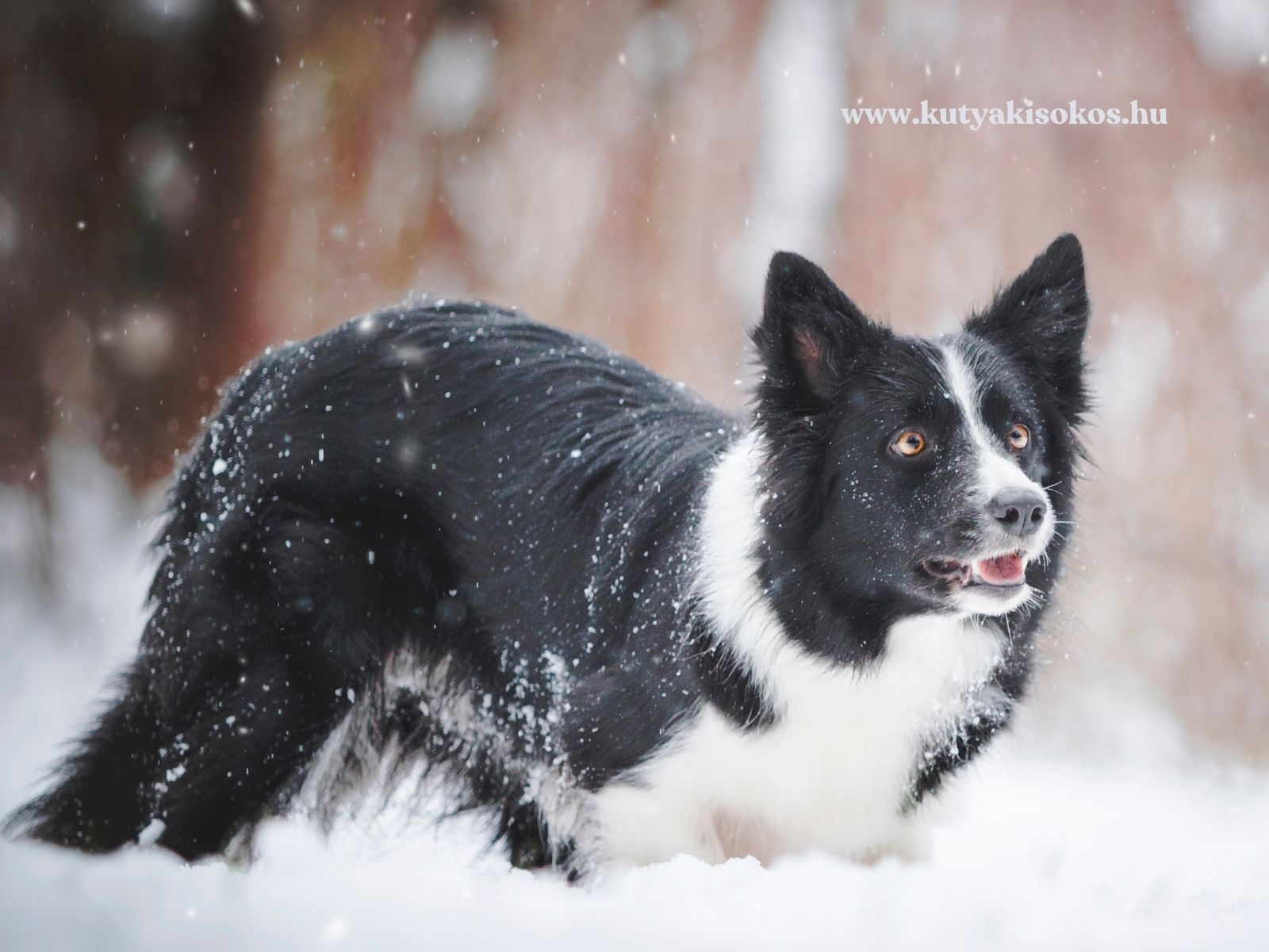 Fekete-fehér border collie hóban, téli környezetben, figyelmes testtartással és lehulló hópelyhek között.