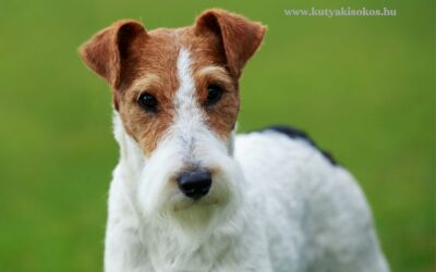 Foxterrier, a vagány családtag