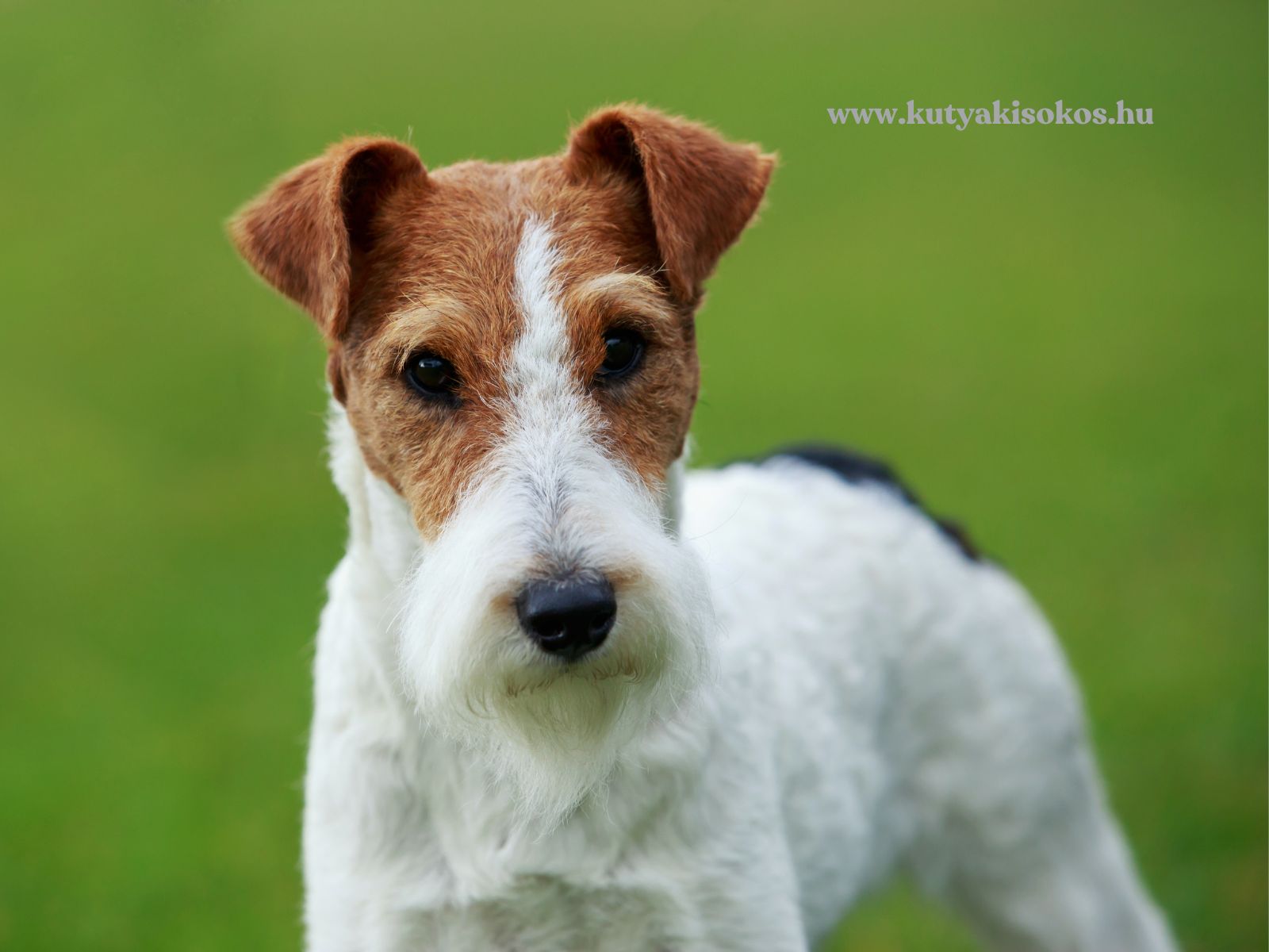 foxterrier Drótszőrű foxterrier áll a zöld fűben, a kamerába nézve.