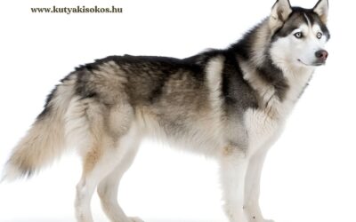 Szibériai husky, az északi szépség