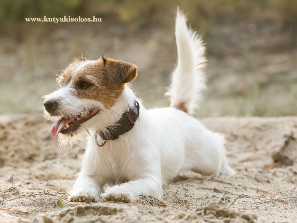 Jack Russell terrier mozgás közben, ahogy a homokban áll, lihegve és figyelmesen előre néz.