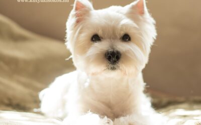 Westie, vagyis a West Highland white terrier
