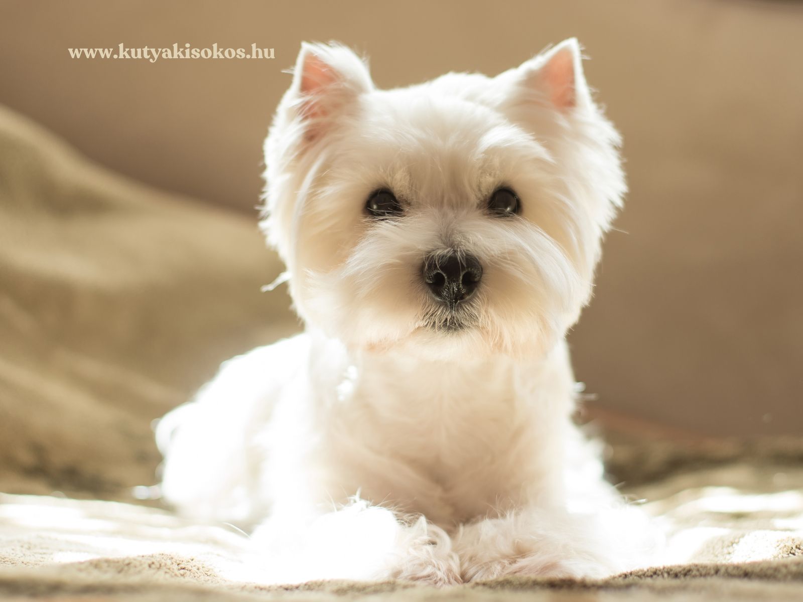 westie