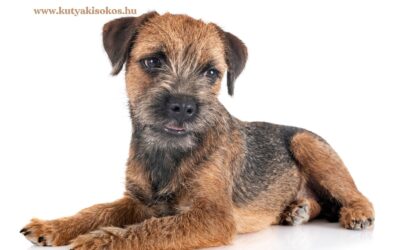 Border terrier, a vidám kalandor