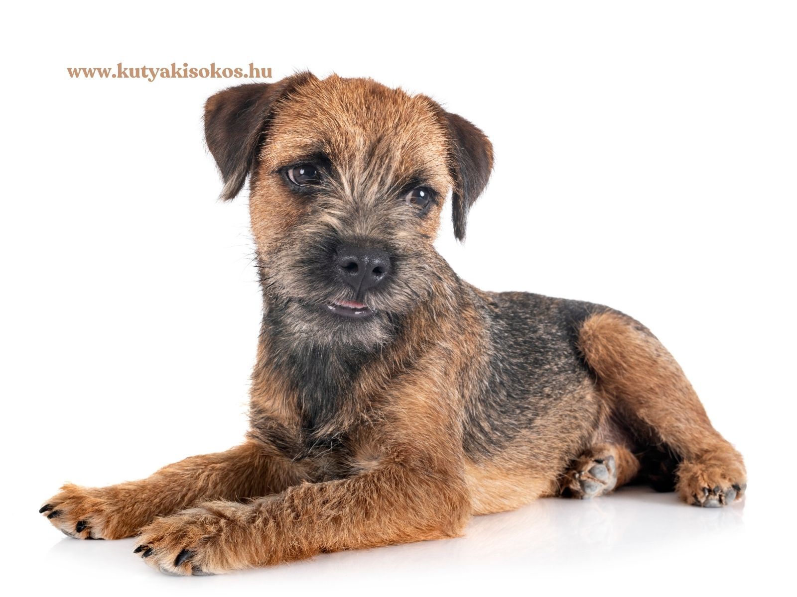 border terrier Border terrier kölyökkutya fehér háttér előtt fekve, barna-fekete szálkás szőrzettel, terrierre jellemző rövid pofával.