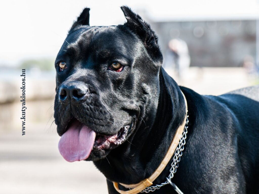 Cane corso fekete színű, izmos testfelépítésű olasz molosszertípusú kutya portréja