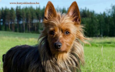 Ausztrál terrier, kis testben nagy bátorság