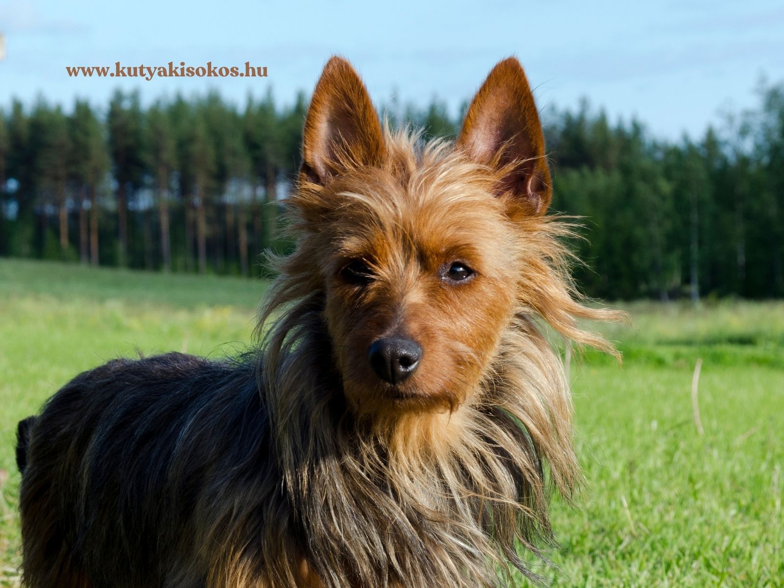 ausztrál terrier Ausztrál terrier hosszú, bozontos szőrrel zöld mezőn, háttérben erdős tájjal