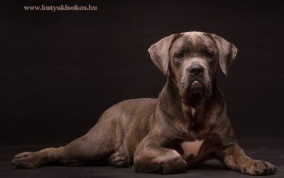 Cane corso, a klasszikus olasz őrkutya