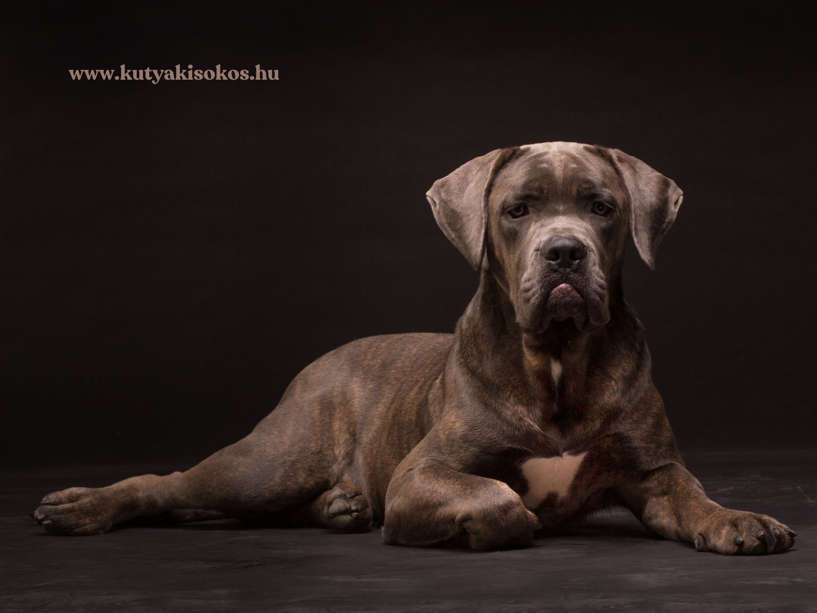 Cane corso izmos testfelépítésű, barna csíkos szőrű olasz molosszertípusú kutya sötét háttér előtt