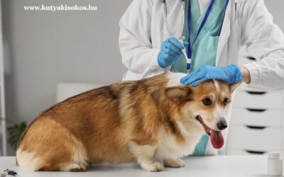 Mennyibe kerül a kutya bolhairtása?