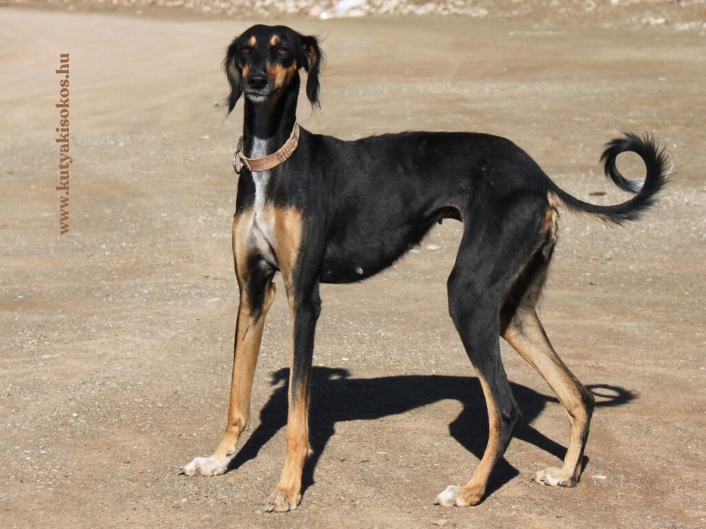 Saluki agár kutya karcsú testtel áll homokos terepen
