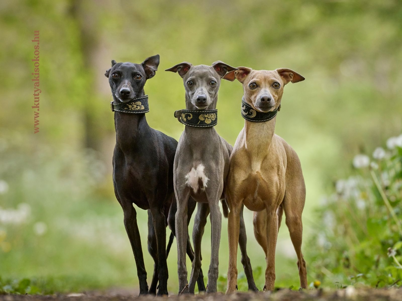whippet Három agár kutya áll egymás mellett a természetben, karcsú testfelépítéssel
