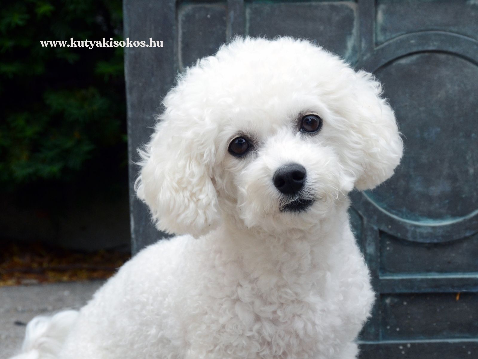 bichon frisé – keveset vedlő kutyák Fehér bichon frisé kutya göndör bundával ül kültéren.