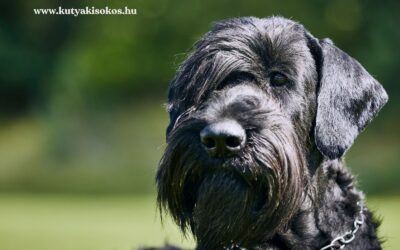 Óriás schnauzer, a német munkakutya