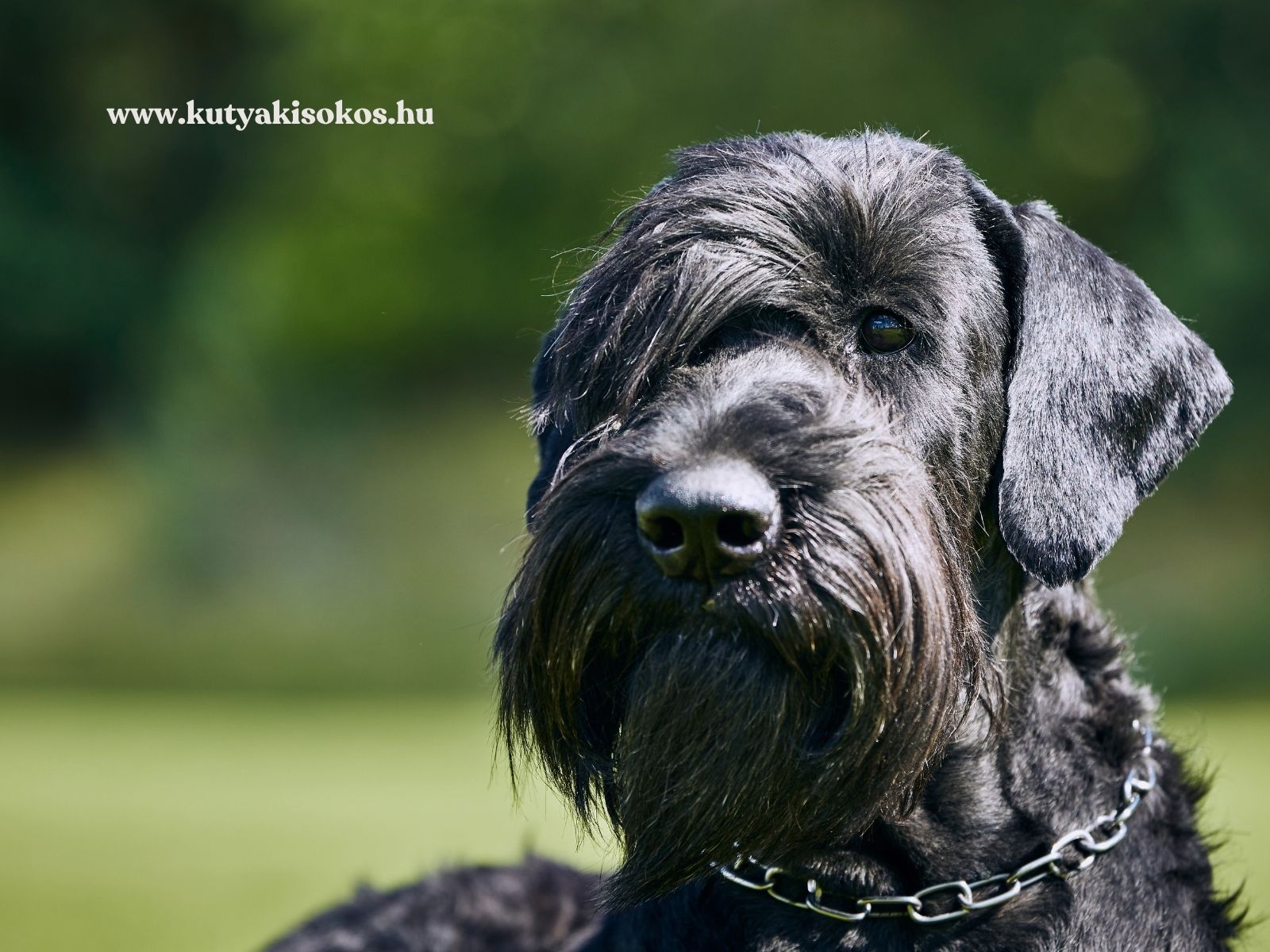 Óriás schnauzer közeli portréja láncos nyakörvvel, zöld háttér előtt.