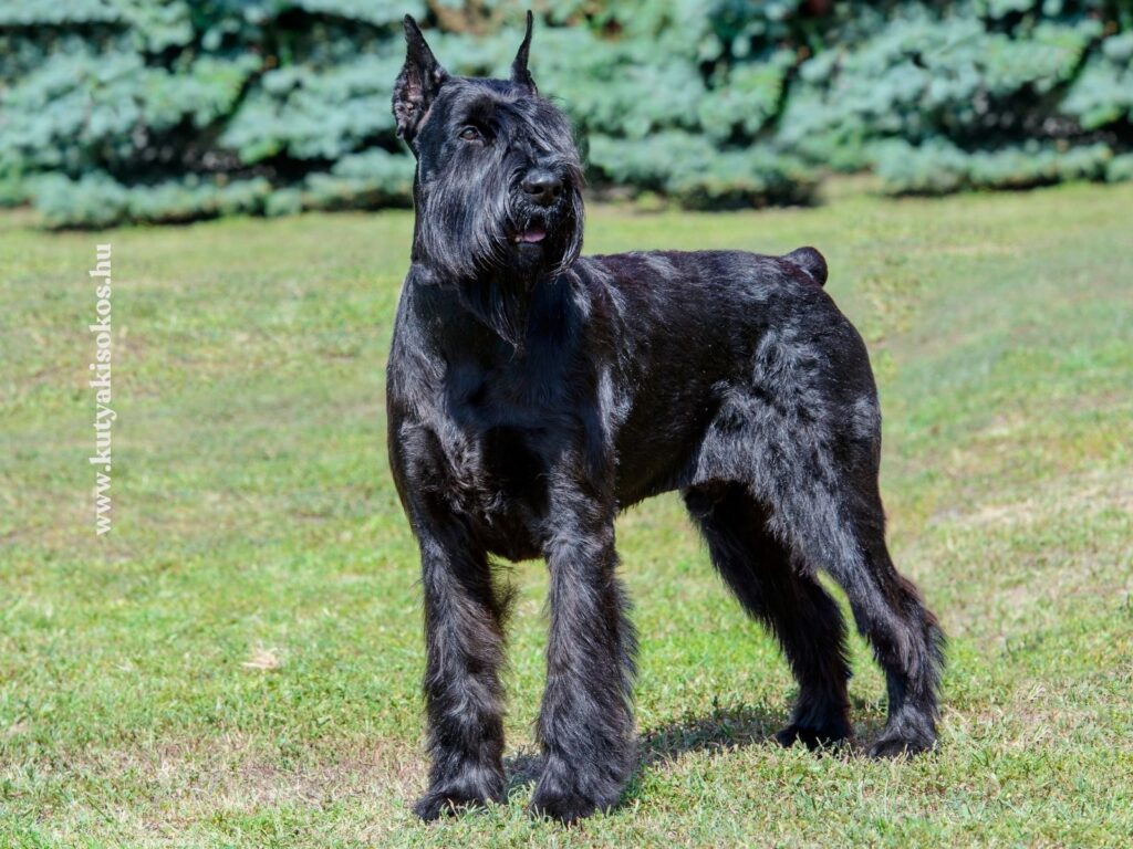 Óriás schnauzer közeli portréja láncos nyakörvvel, zöld háttér előtt.