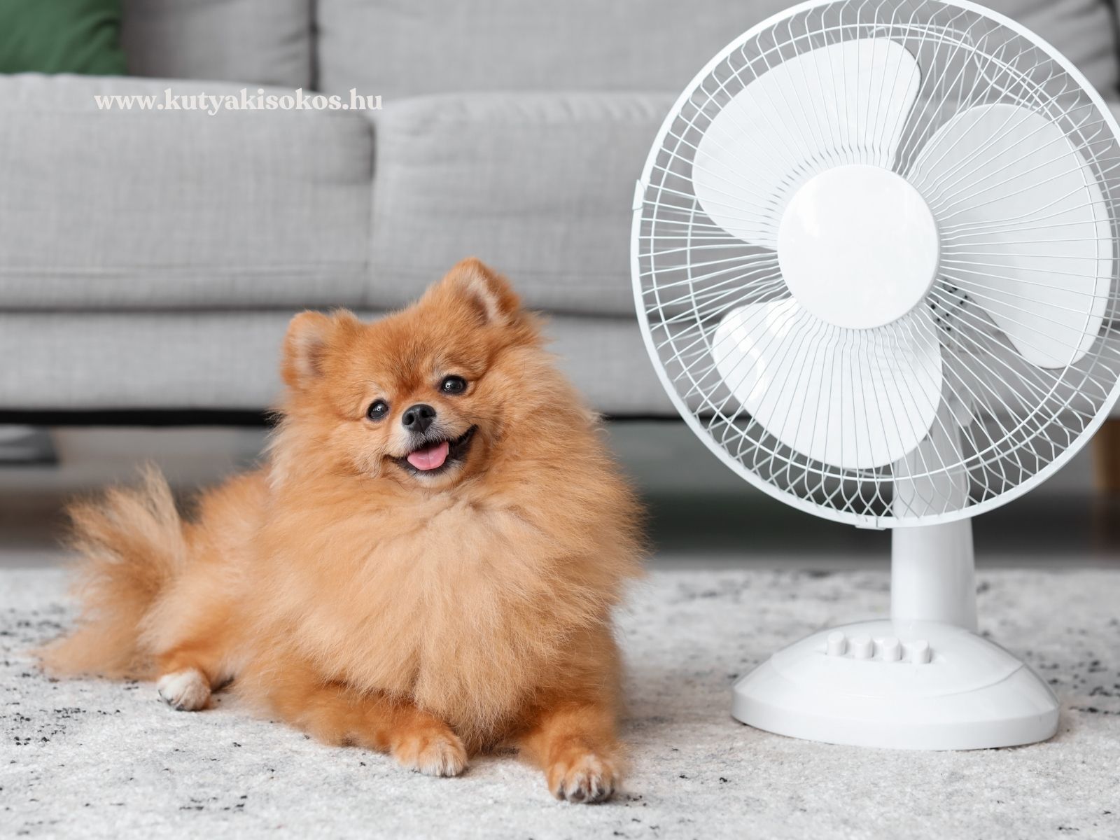 Pomerániai törpespicc fekszik egy ventilátor mellett a nappaliban, nyári hőségben.