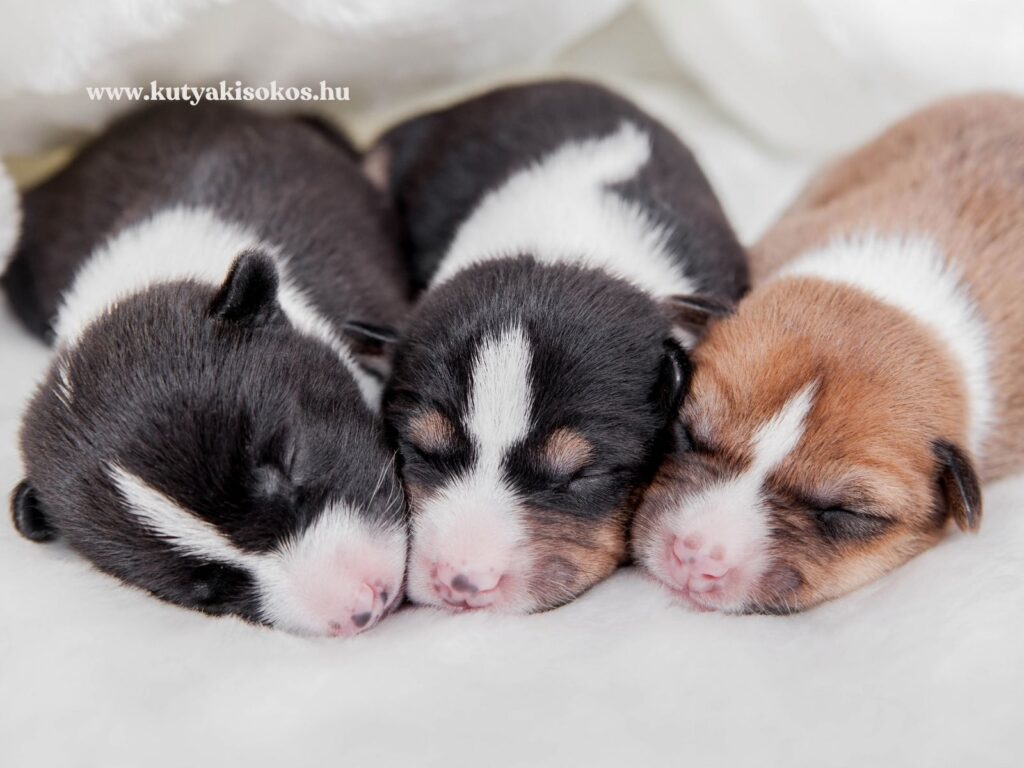 Három újszülött basenji kölyök alszik egymás mellett puha takarón