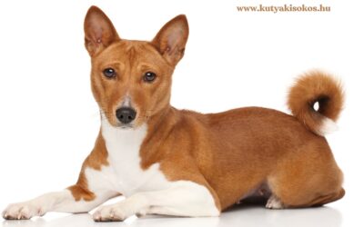 Basenji, az önálló, tiszta és különleges afrikai kutyafajta