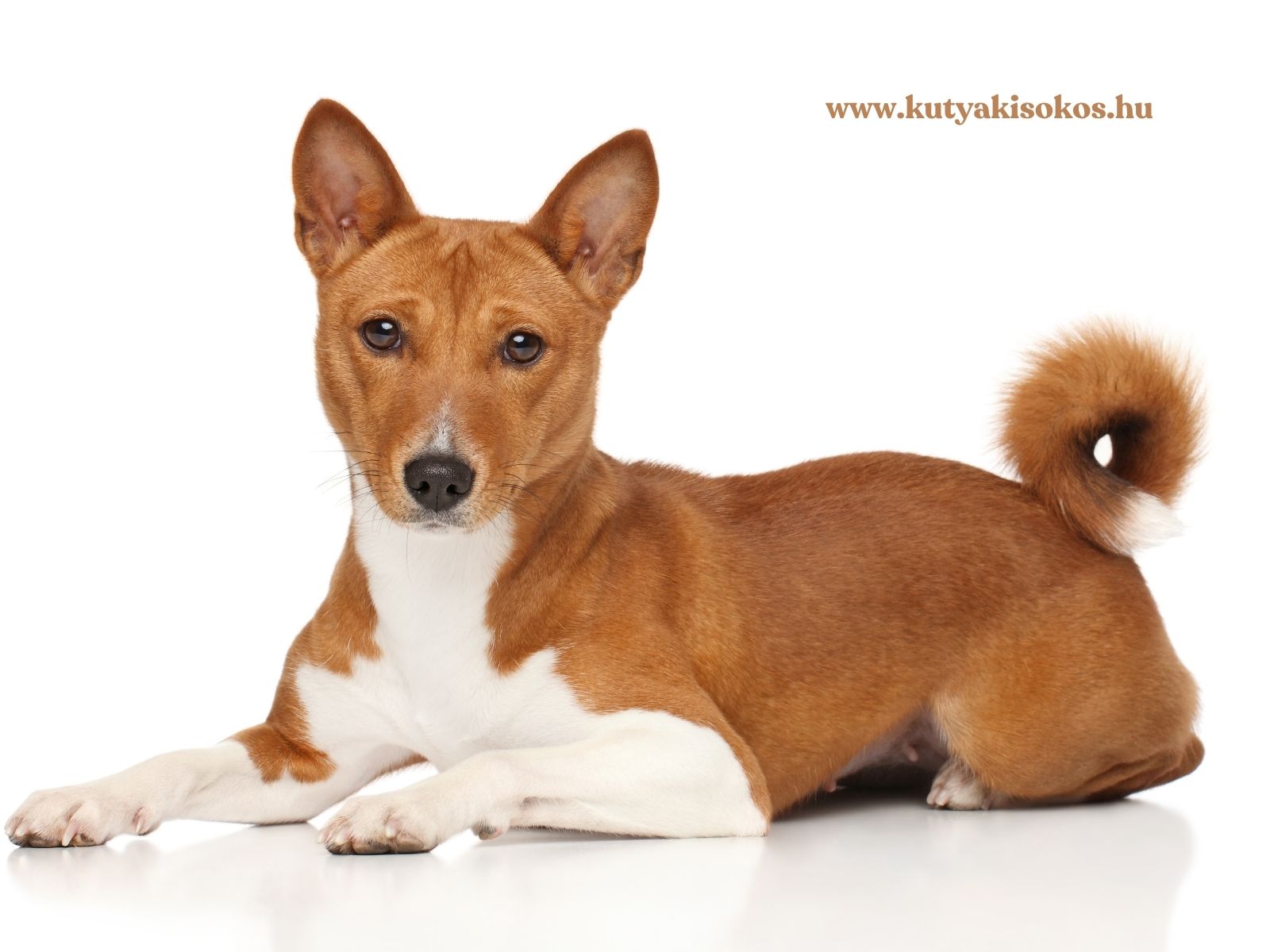 basenji Vörös-fehér basenji kutya fekszik stúdióháttér előtt, figyelmes tekintettel.