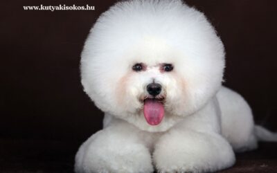 Bichon frisé, a vidám, hófehér társ lakásba és családba