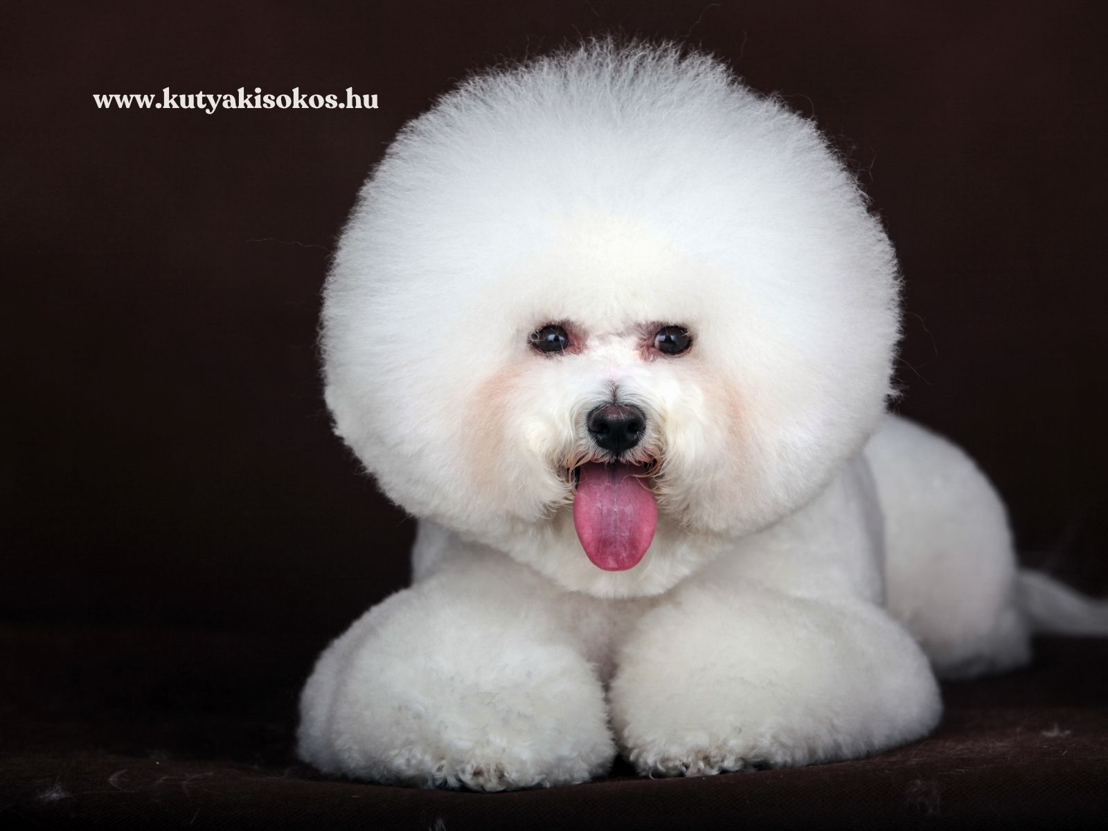 Fehér bichon frisé kutya ül sötét háttér előtt, bolyhos bundával és vidám arckifejezéssel.