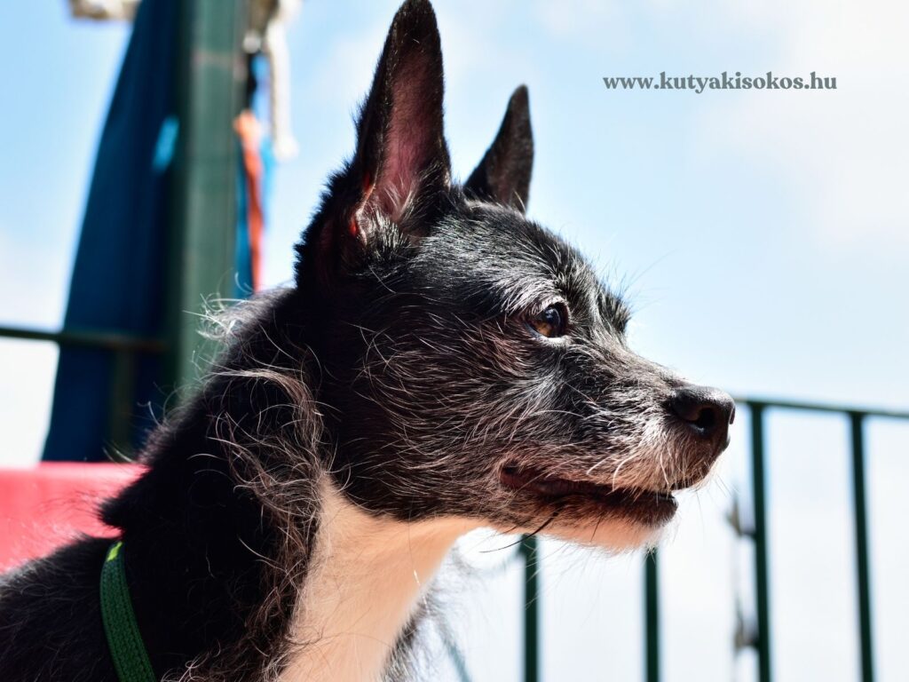 Fekete-cser angol toy terrier közeli portréja napsütésben, figyelmes tekintettel.