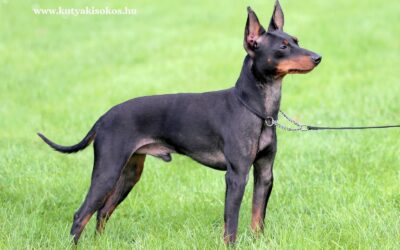 Angol toy terrier – apró termet, nagy öntudat