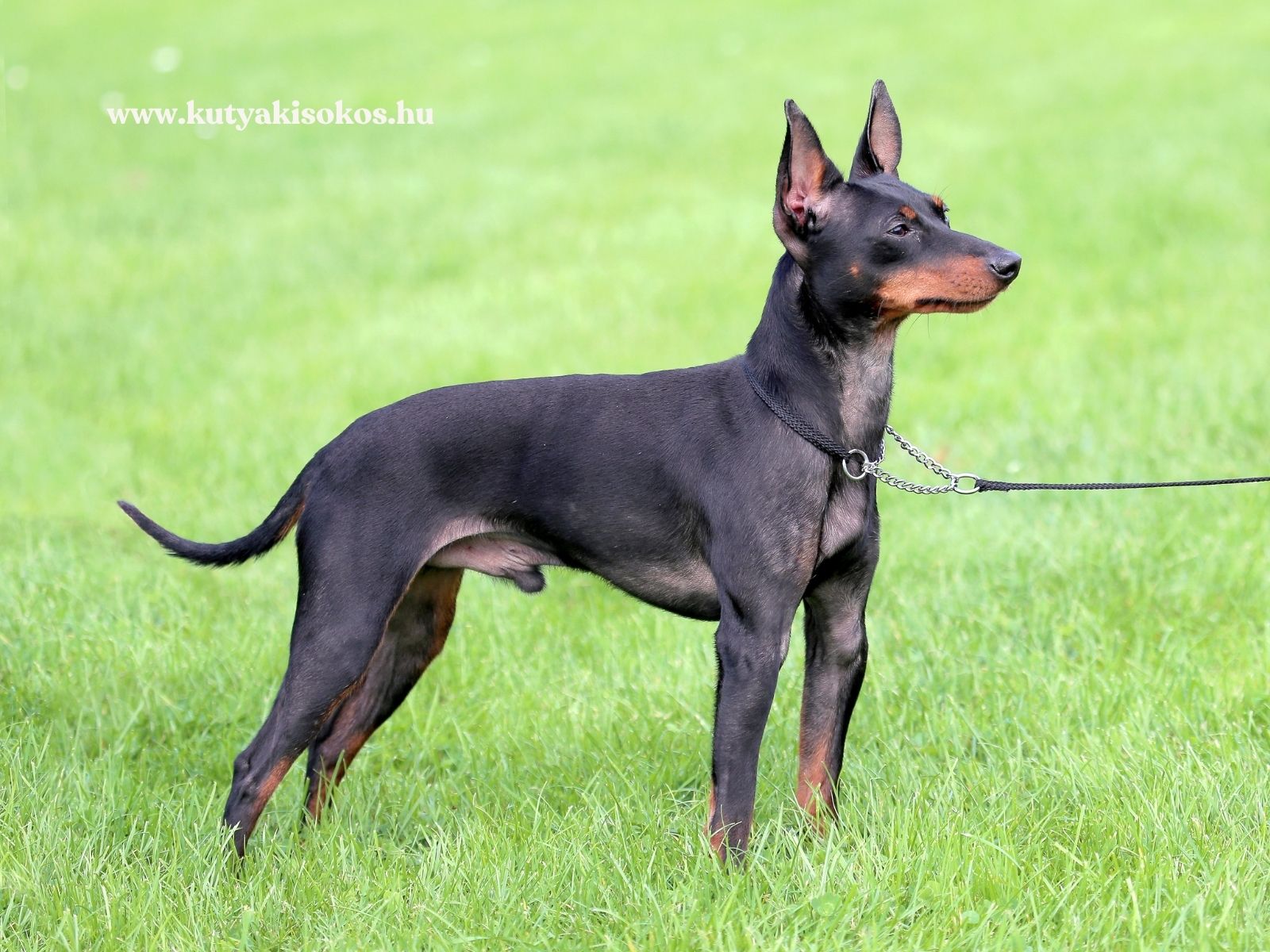 Angol toy terrier áll zöld füvön, elegáns testtartással és felálló fülekkel.