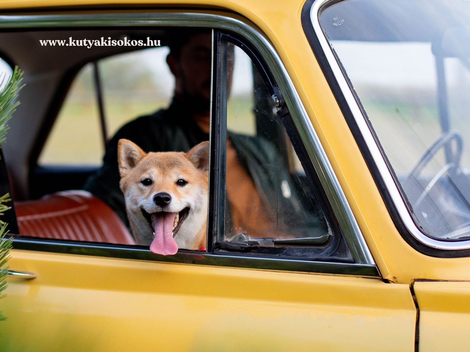 Mosolygó shiba inu néz ki egy sárga autó lehúzott ablakán.