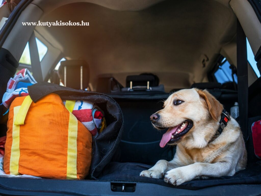 Labrador pihen az autó csomagterében utazás előtt, csomagok mellett.