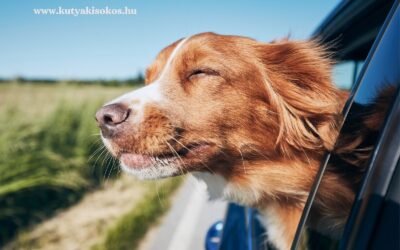 Utazás kutyával nyáron – Így készülj fel indulás előtt