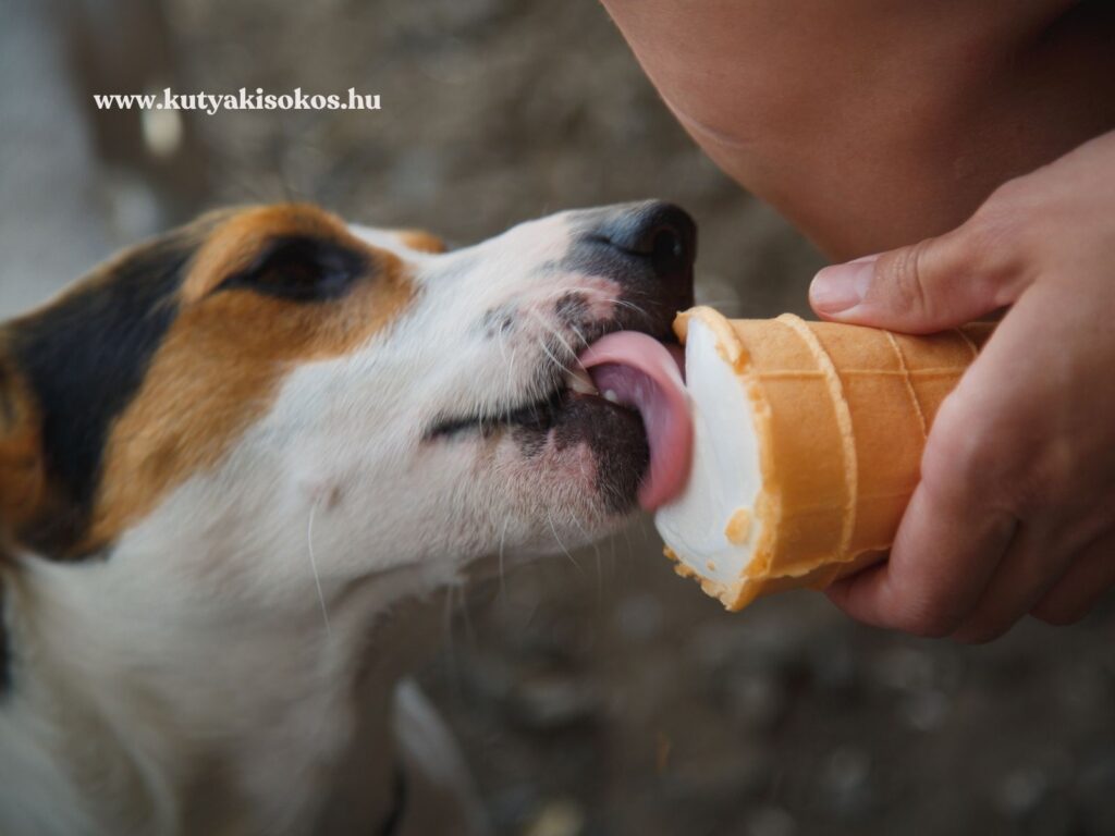 Jack Russell terrier nyalogat egy tölcséres fagyit, amelyet gazdája tart.