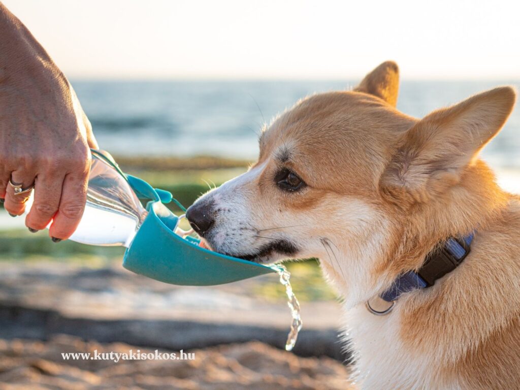 Welsh corgi hordozható itatóból iszik egy nyári séta során.