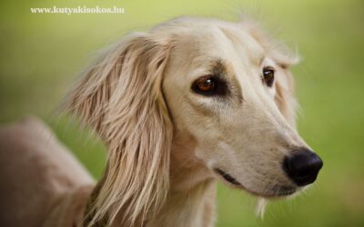 Saluki, az elegáns vadász