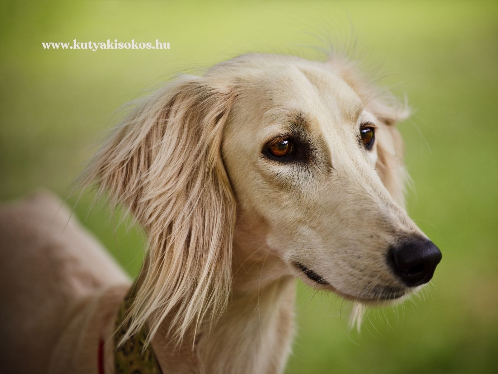 Krémszínű saluki portréja hosszú, selymes fülekkel és karcsú fejjel.