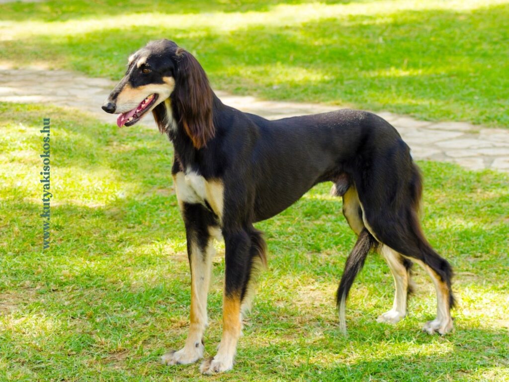 Fekete-cser saluki áll füves területen jellegzetesen karcsú testfelépítéssel.