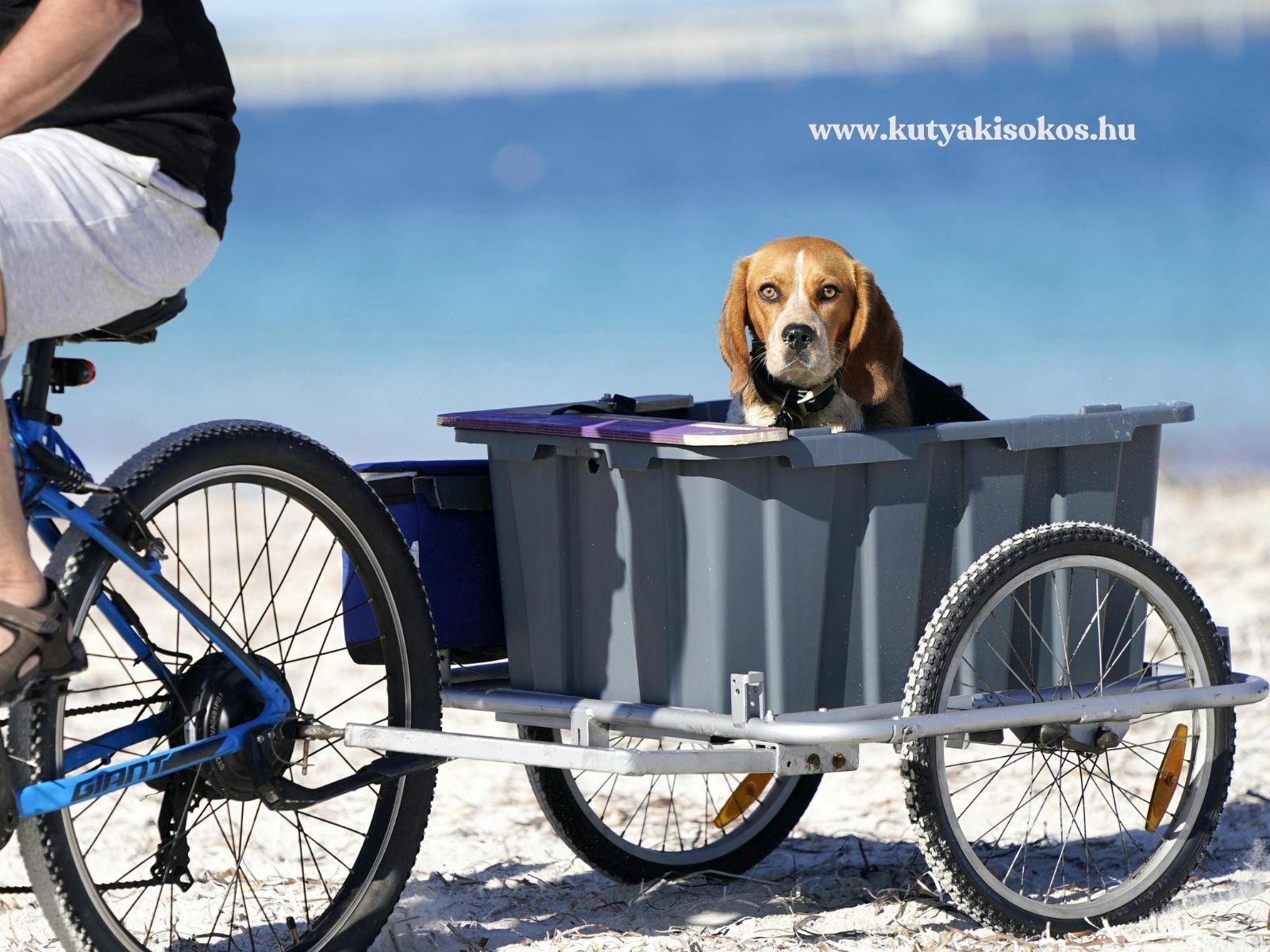 kerékpározás kutyával Beagle kutya kerékpár utánfutójában utazik a tengerparton.