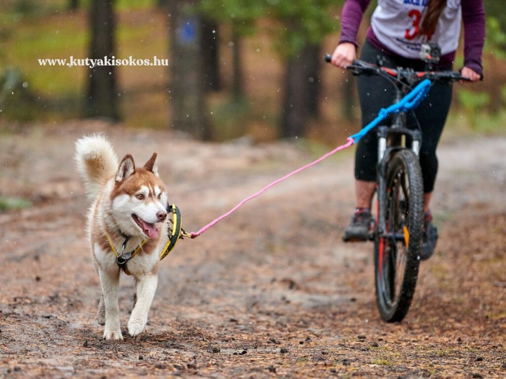 Husky speciális pórázon fut kerékpár előtt erdei úton