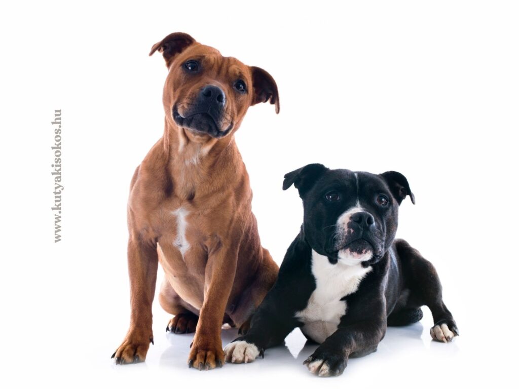 Fekete-fehér amerikai staffordshire terrier álló testhelyzetben.
