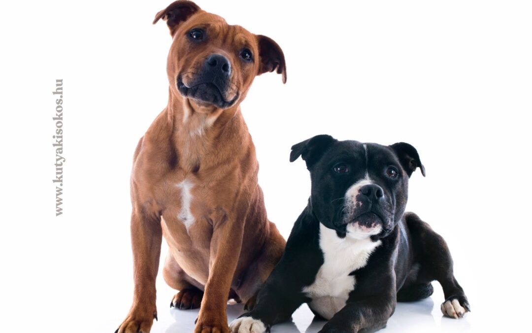 Amerikai staffordshire terrier – Jellem, tartás, egészség és ár