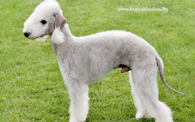 Bedlington terrier, a báránybőrbe bújt akcióhős