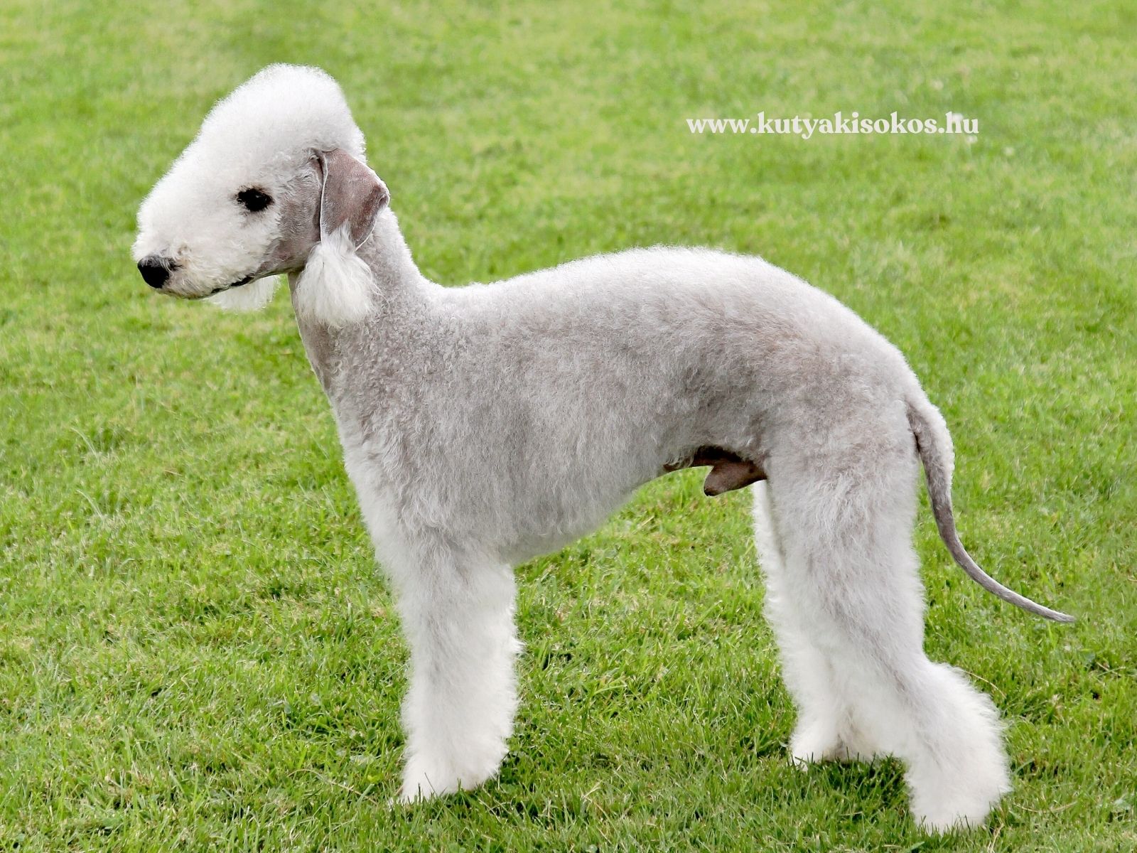 Fehér bedlington terrier jellegzetes nyírt szőrzettel, oldalnézetből.